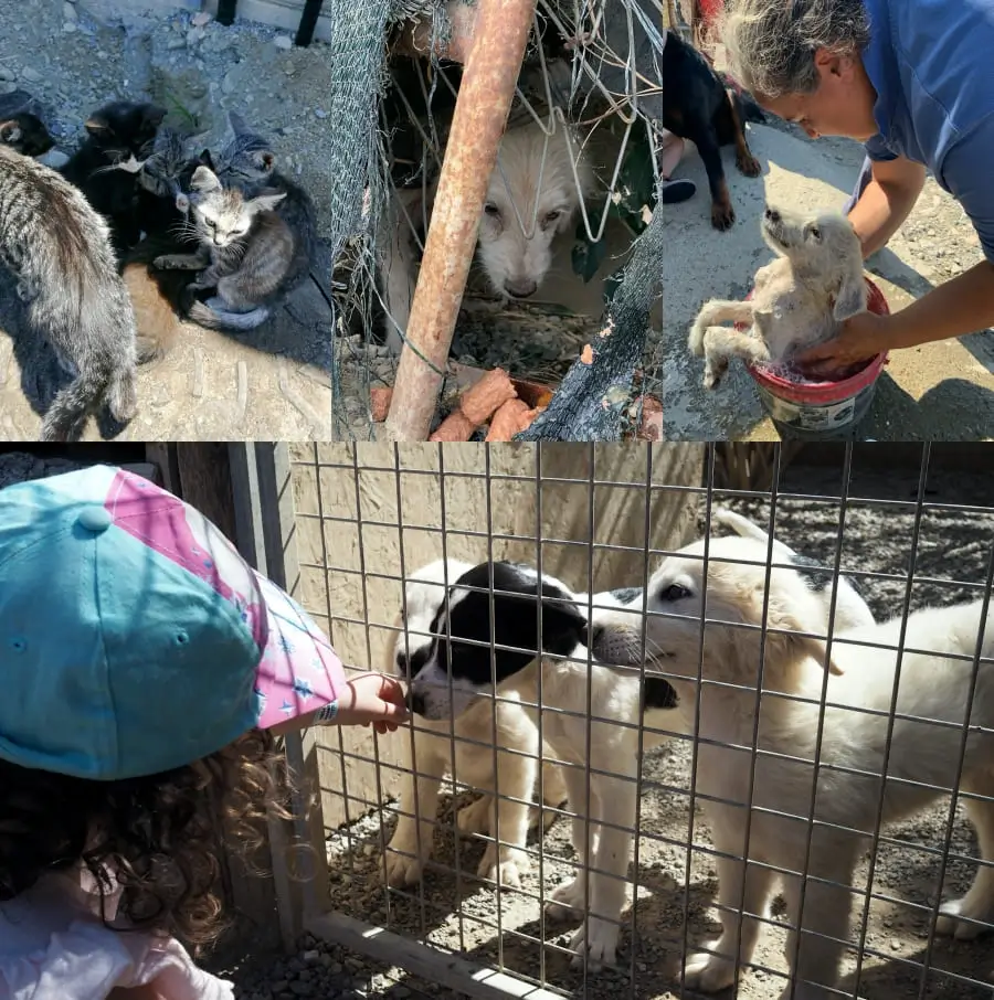 Bilder aus dem Rifugio Oasi Argo in Kalbrien - zahlreiche Hunde und Welpen